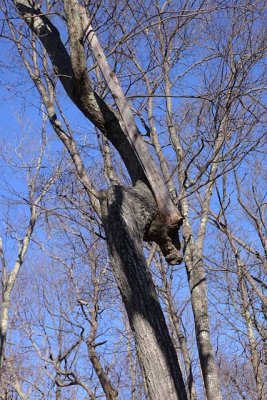 Damaged Tree