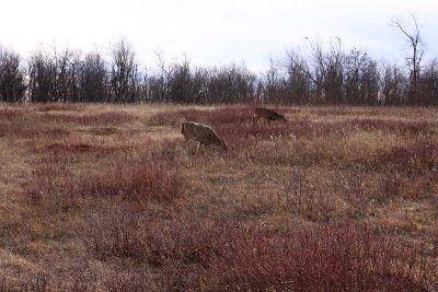 Deer Browsing