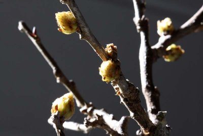 Buds 19Feb2012