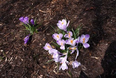 Spring!