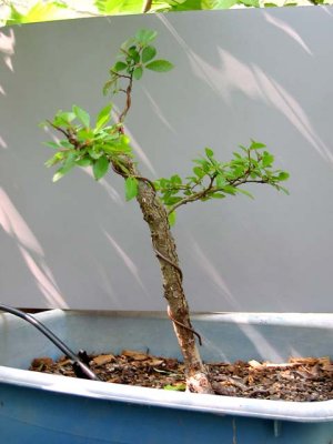 31 May 2006