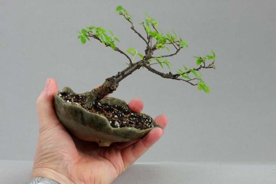 Ulmus parvifolia #050