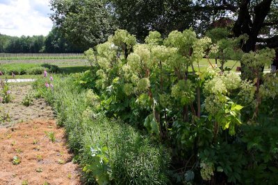 A Garden