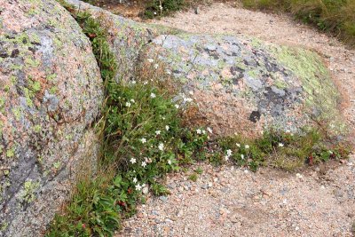 Mountaintop Flowers