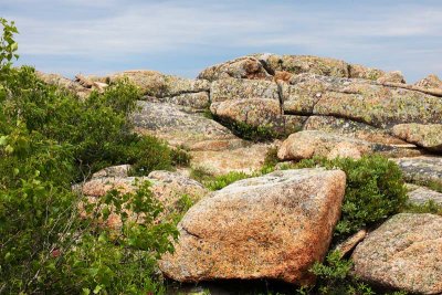 Struggling Vegetation