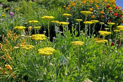 Yarrow