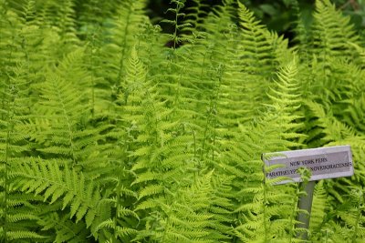New York Fern