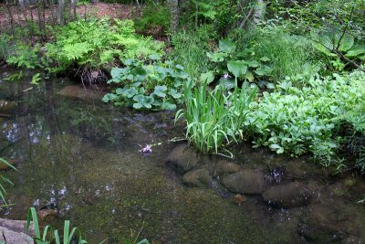 Pond