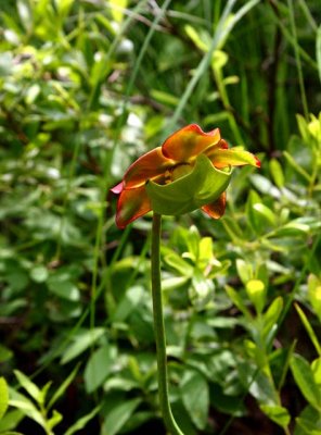 Pitcher Plant Flower