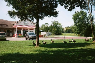 Geese at Rita's