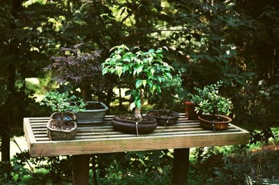 West Bonsai Bench