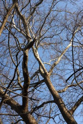 Tree Limbs