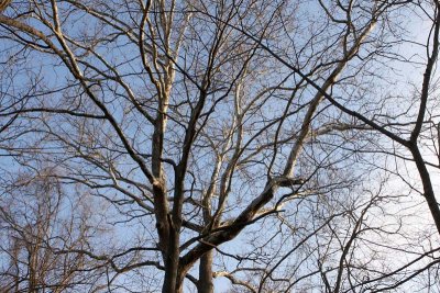 Branches