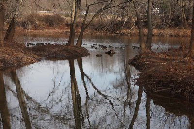 Geese Congregating