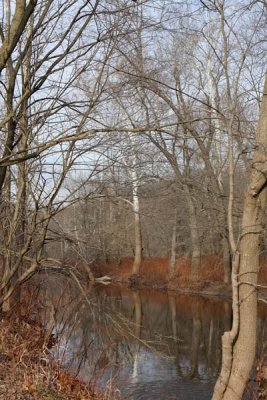 Reflected Tree