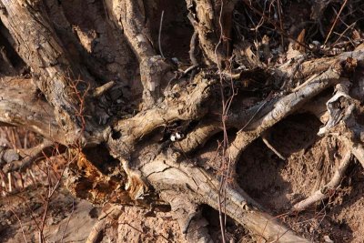 Rooted Abstract