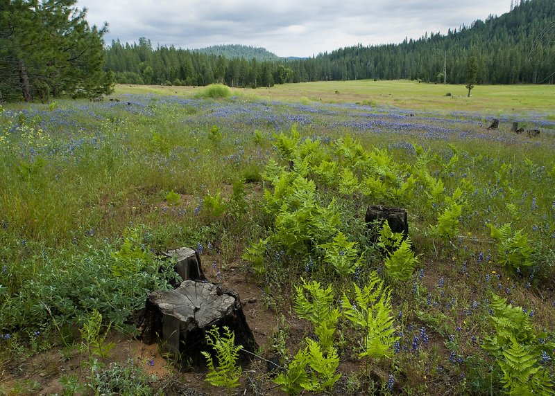 Flower Field on the Road to our Campsite III