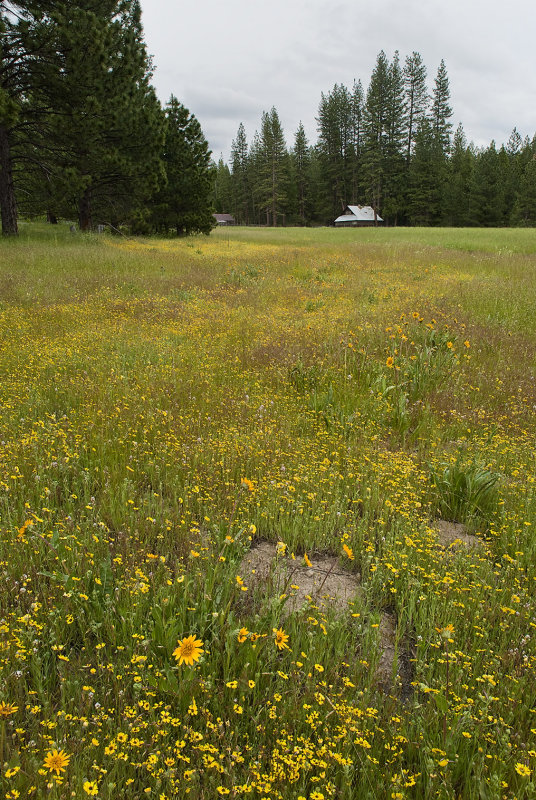 Flower Field on the Road to our Campsite IV
