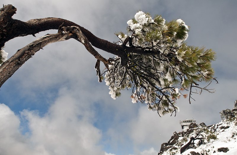 Bent Tree and Lookout