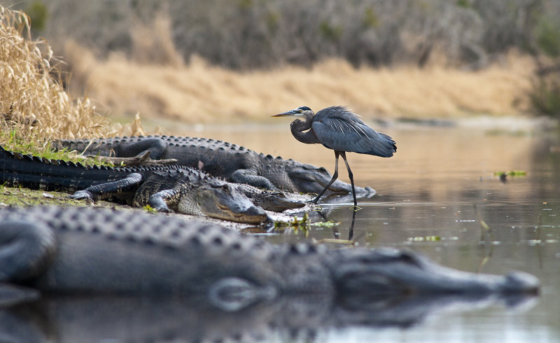 Tread Carefully Myakka State Park 18 Jan 2012