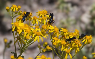 Wasps on Yellow Flowers Great Basin