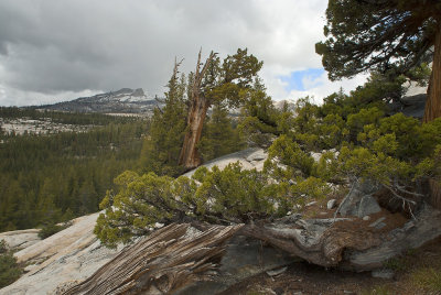 Above Lake Tanaya Yosemite IV
