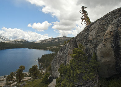 Above Lake Tanaya Yosemite V