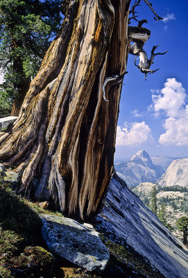 Half Dome with Tree near Olmstead Pt