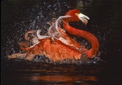 Bathing Flamingo Water Splash