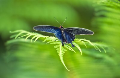 Black Blue Butterfly on Fern 2