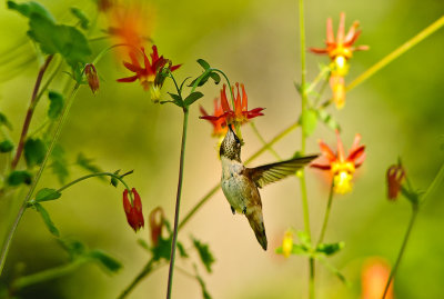 Hummer w Columbine VII