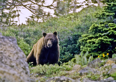 Bear Encounter July 1990