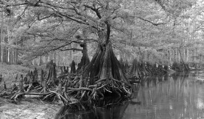 Fisheating Creek Drought 1