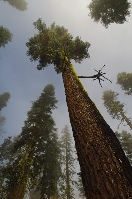 A Saddleback Red Fir Tree