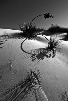 White Sands Yucca and shadows BW