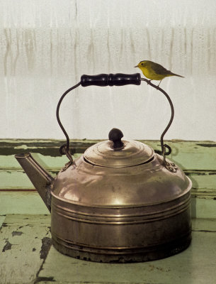 Wilsons Warbler on Teapot June 1990
