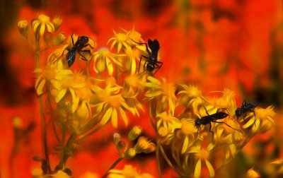 Wasps on Yellow Flowers Great Basin OP6.jpg