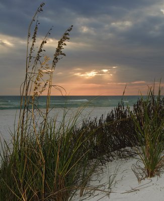 Sea Oats at Ft. Pickens