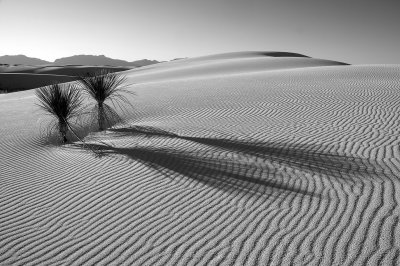 Late Light at White Sands w 2 Yuccas