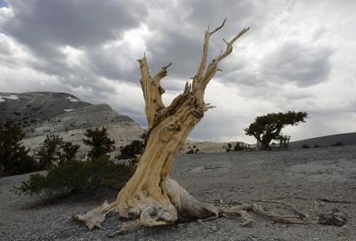 Bristlecone pine and Mt Washinton