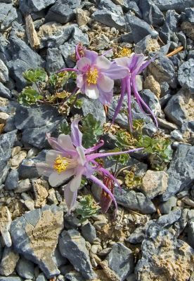 Mt. Washington Columbines