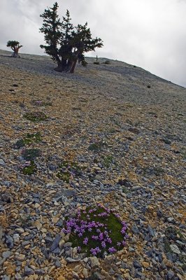 Flower Oasis and Bristlecone Pines - Mt. Washington