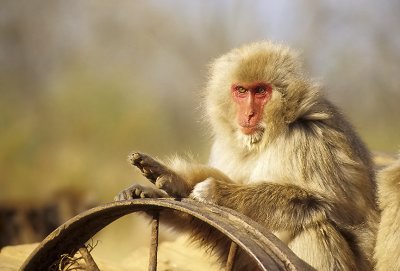 Snow Monkey w Wagon Wheel 1 Texas