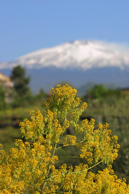 Yellow Flower