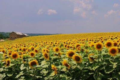 Field of Sunflowers