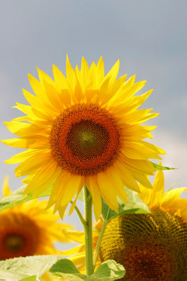 One More Sunflower ...