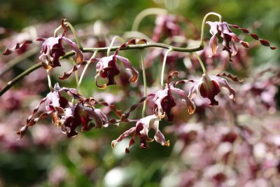 National Orchild Garden
