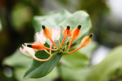 National Orchild Garden