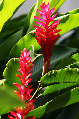 Botanical Garden