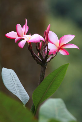 Botanical Garden